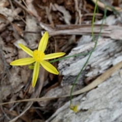 Tricoryne elatior (Yellow Rush Lily) at QPRC LGA - 10 Dec 2023 by Paul4K