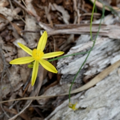 Tricoryne elatior (Yellow Rush Lily) at Borough, NSW - 10 Dec 2023 by Paul4K