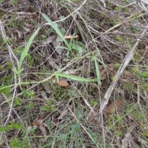 Convolvulus angustissimus subsp. angustissimus at QPRC LGA - suppressed