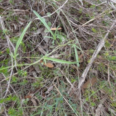 Convolvulus angustissimus subsp. angustissimus (Australian Bindweed) at QPRC LGA - 10 Dec 2023 by Paul4K