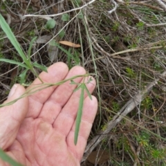 Convolvulus angustissimus subsp. angustissimus at QPRC LGA - suppressed