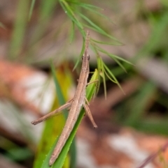 Keyacris sp. (genus) (Matchstick grasshopper) at Penrose, NSW - 10 Dec 2023 by Aussiegall