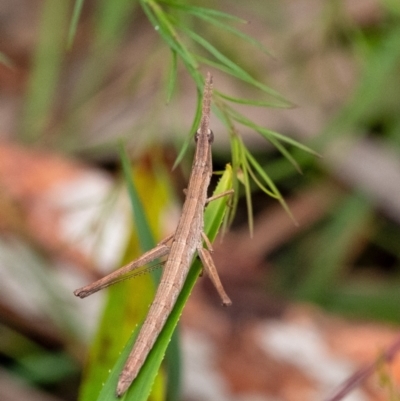 Keyacris sp. (genus) (Matchstick grasshopper) at Penrose - 10 Dec 2023 by Aussiegall