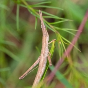 Heide sp. (genus) at Penrose - suppressed