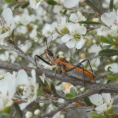 Gminatus australis (Orange assassin bug) at QPRC LGA - 10 Dec 2023 by Paul4K