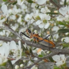 Gminatus australis (Orange assassin bug) at Borough, NSW - 10 Dec 2023 by Paul4K