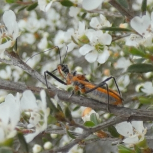 Gminatus australis at QPRC LGA - suppressed