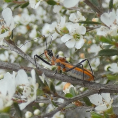 Gminatus australis (Orange assassin bug) at Borough, NSW - 10 Dec 2023 by Paul4K