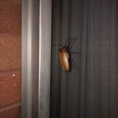 Unverified Beetle (Coleoptera) by May50