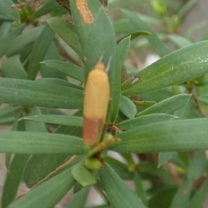 Tachystola stenoptera at QPRC LGA - 10 Dec 2023