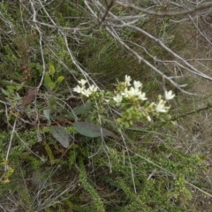 Bursaria spinosa subsp. lasiophylla (Australian Blackthorn) at Boro - 10 Dec 2023 by Paul4K
