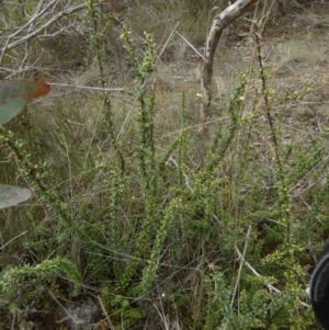 Bursaria spinosa subsp. lasiophylla at QPRC LGA - 10 Dec 2023