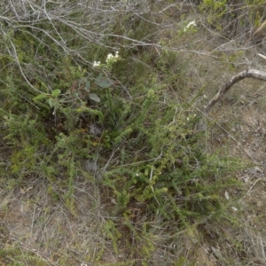 Bursaria spinosa subsp. lasiophylla at QPRC LGA - 10 Dec 2023