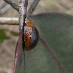Paropsisterna cloelia (Eucalyptus variegated beetle) at QPRC LGA - 10 Dec 2023 by Paul4K