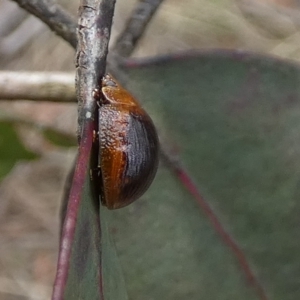 Paropsisterna cloelia at Boro - 10 Dec 2023
