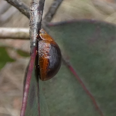 Paropsisterna cloelia (Eucalyptus variegated beetle) at Boro - 10 Dec 2023 by Paul4K