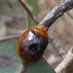 Paropsisterna cloelia at Boro - 10 Dec 2023