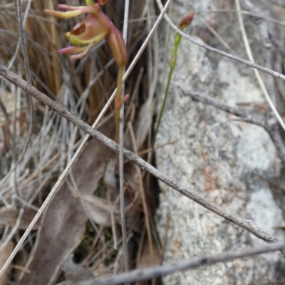 Caleana minor (Small Duck Orchid) at Borough, NSW - 10 Dec 2023 by Paul4K