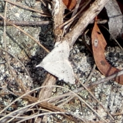 Dichromodes estigmaria (Pale Grey Heath Moth) at Borough, NSW - 10 Dec 2023 by Paul4K