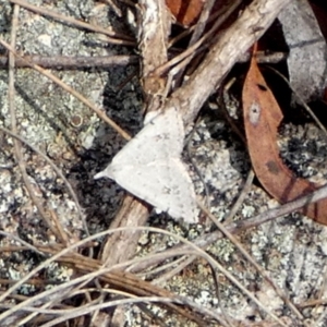 Dichromodes estigmaria at Boro - suppressed