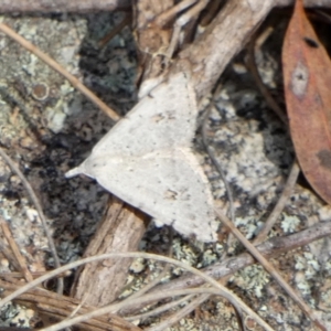 Dichromodes estigmaria at Boro - suppressed