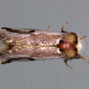 Epicoma melanospila at Ainslie, ACT - 11 Dec 2023