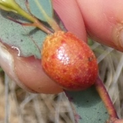 Paropsis obsoleta at Boro - 10 Dec 2023