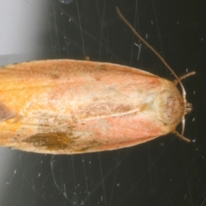 Ptyoptila matutinella at Ainslie, ACT - 11 Dec 2023