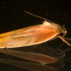Ptyoptila matutinella at Ainslie, ACT - 11 Dec 2023