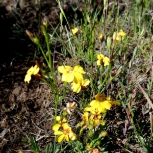 Goodenia paniculata at QPRC LGA - suppressed