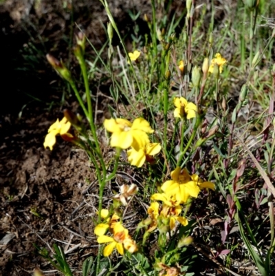 Goodenia paniculata (Branched Goodenia) at Borough, NSW - 10 Dec 2023 by Paul4K