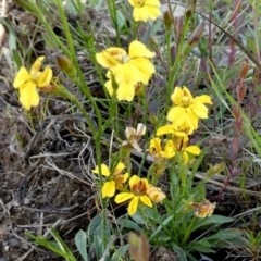 Goodenia paniculata at QPRC LGA - suppressed