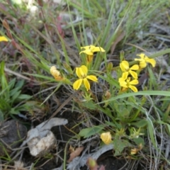 Goodenia paniculata at QPRC LGA - suppressed