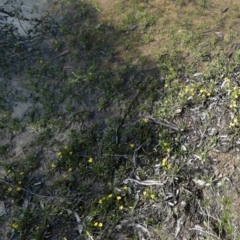 Goodenia paniculata at QPRC LGA - suppressed