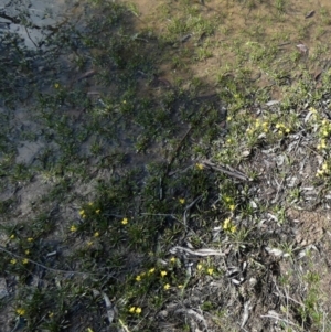 Goodenia paniculata at QPRC LGA - suppressed