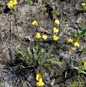 Goodenia bellidifolia at Boro - suppressed