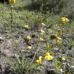 Goodenia bellidifolia at Boro - 10 Dec 2023