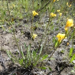 Goodenia bellidifolia at Boro - suppressed