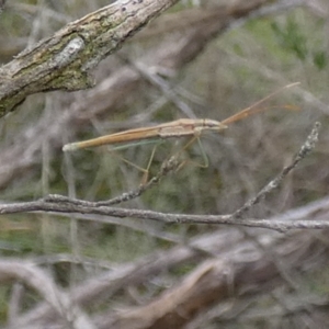 Mutusca brevicornis at Boro - suppressed