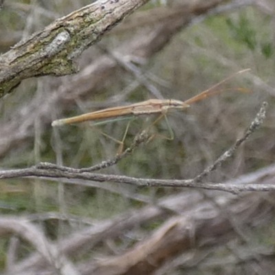 Mutusca brevicornis (A broad-headed bug) at Borough, NSW - 10 Dec 2023 by Paul4K