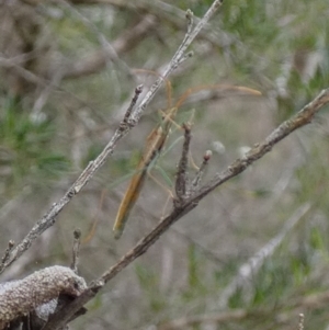 Mutusca brevicornis at Boro - suppressed