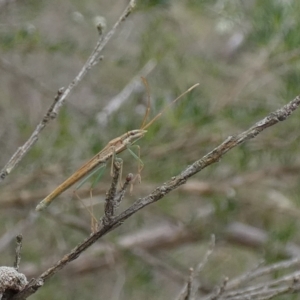 Mutusca brevicornis at Boro - suppressed