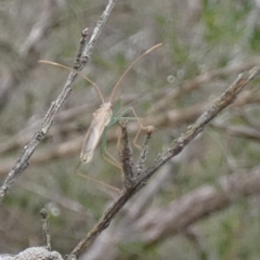 Mutusca brevicornis at Boro - suppressed