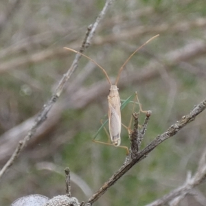 Mutusca brevicornis at Boro - suppressed