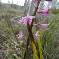 Dipodium roseum (Rosy Hyacinth Orchid) at Boro - 11 Dec 2023 by Paul4K