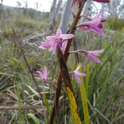 Dipodium roseum (Rosy Hyacinth Orchid) at Boro - 11 Dec 2023 by Paul4K