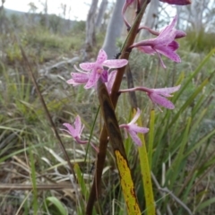 Dipodium roseum (Rosy Hyacinth Orchid) at Borough, NSW - 10 Dec 2023 by Paul4K