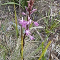 Dipodium roseum at QPRC LGA - suppressed