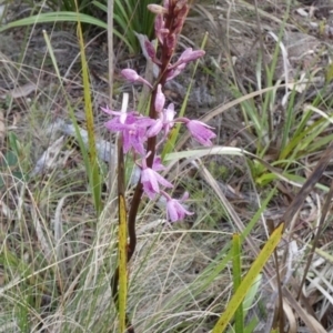 Dipodium roseum at QPRC LGA - suppressed