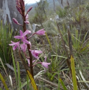 Dipodium roseum at QPRC LGA - suppressed